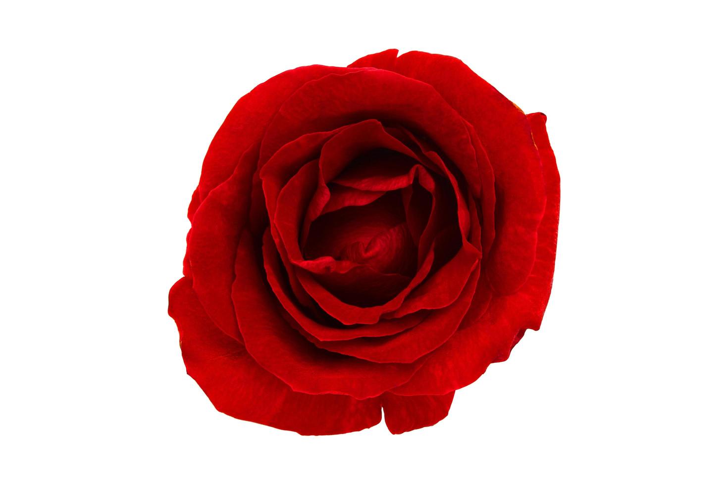 red rose isolated on a white background photo