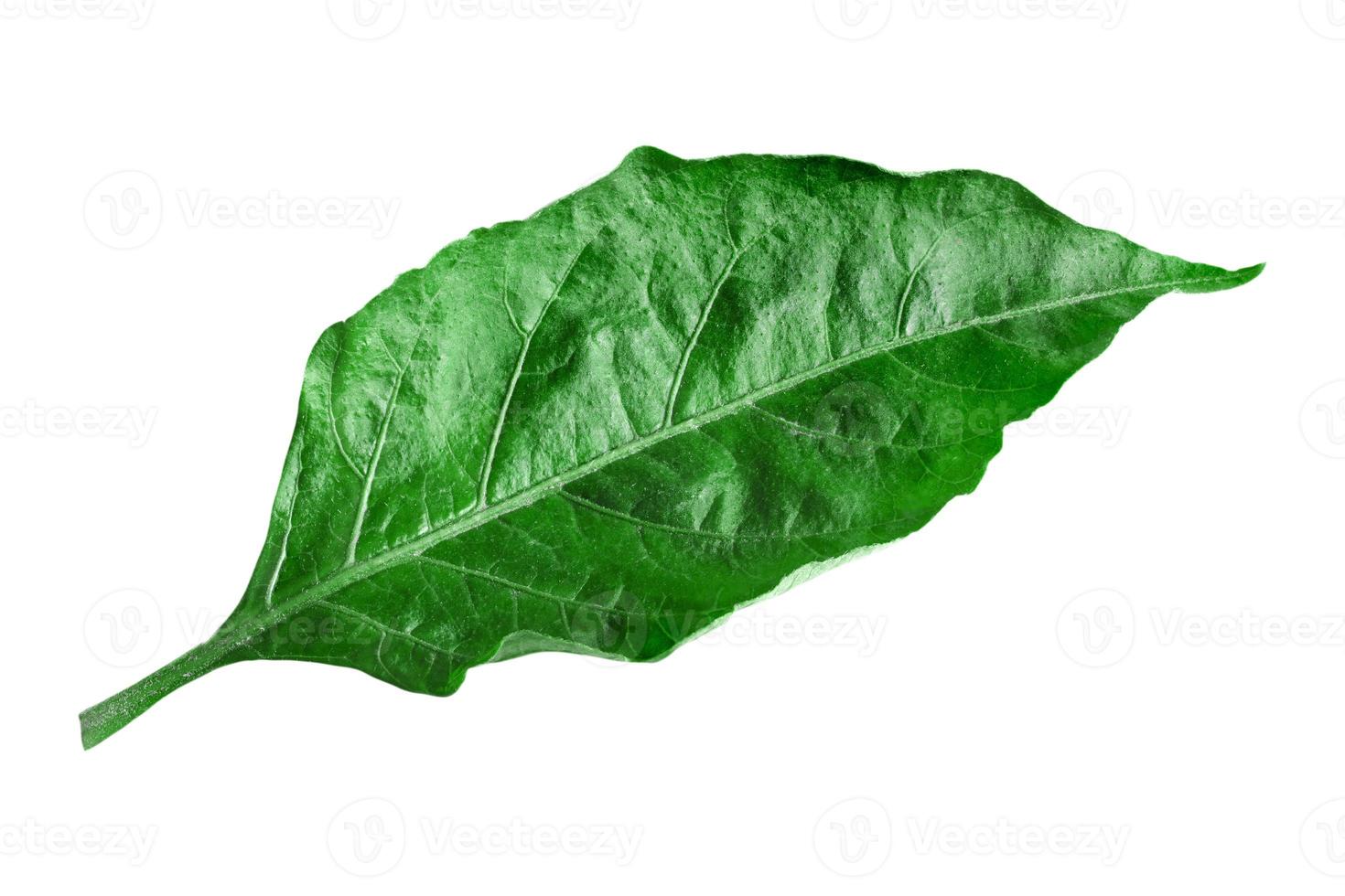 Green chili leaves isolated on white background,clipping path photo