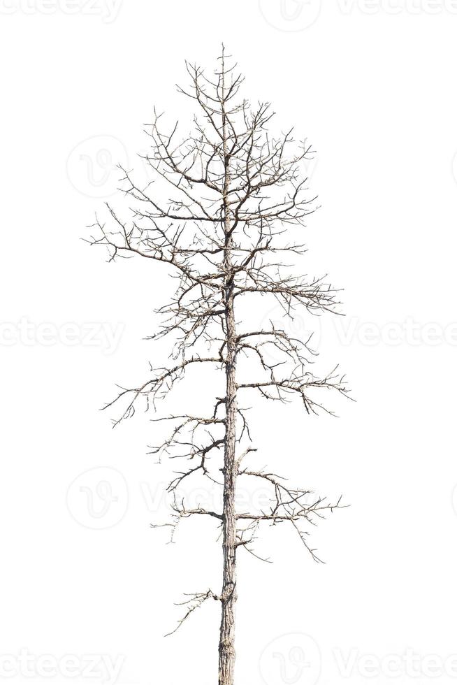 dry dead trees in autumn isolated on white background photo