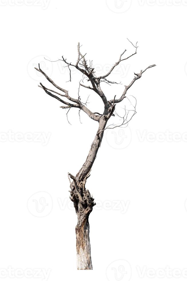 dead trees, dry trees in Thailand isolated on a white background photo