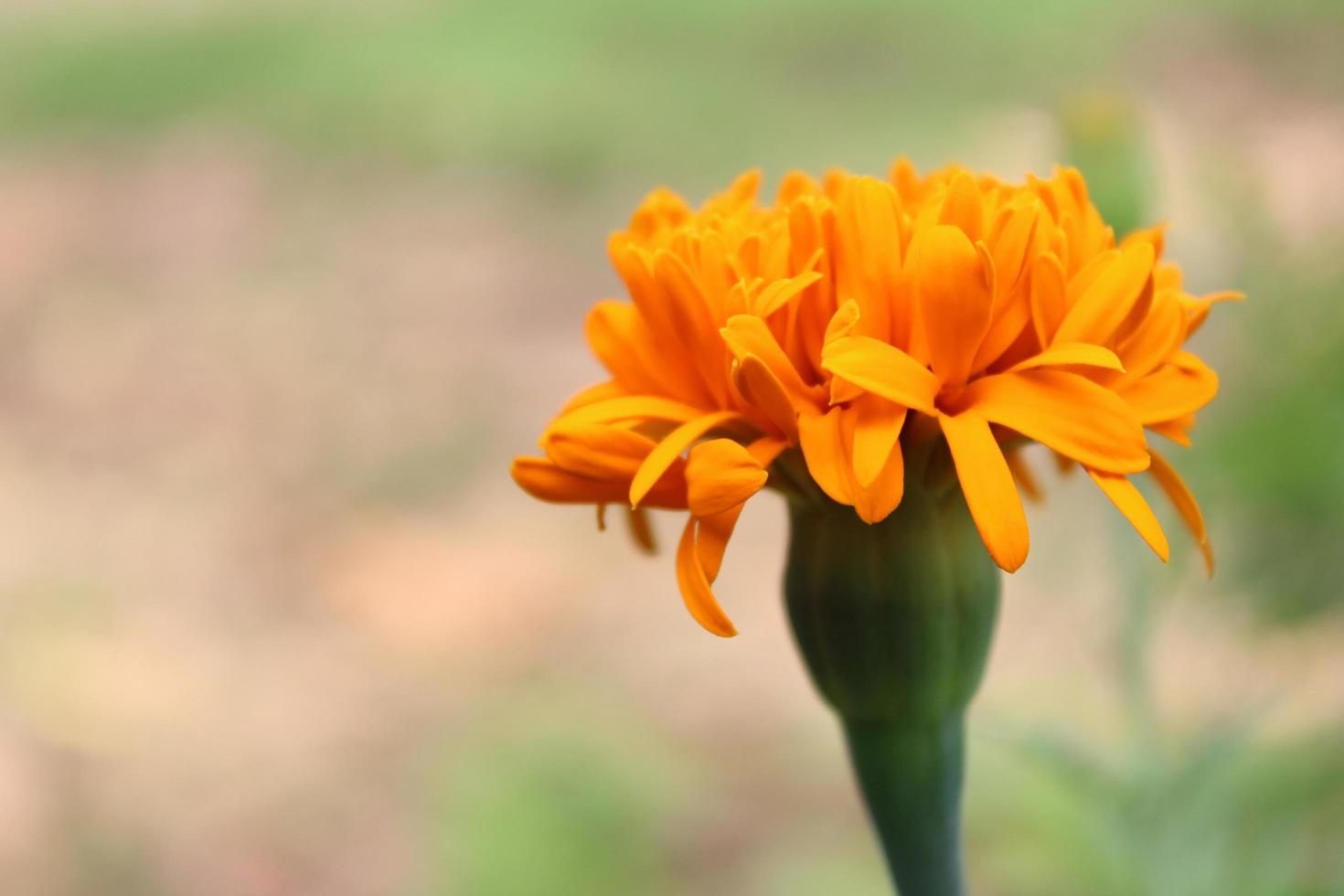 One marigold flower photo