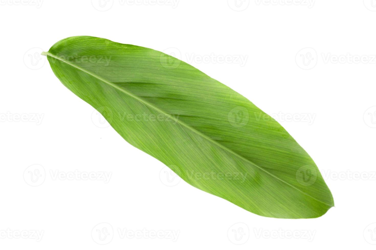 Fresh green galangal leaves isolated on white background. photo