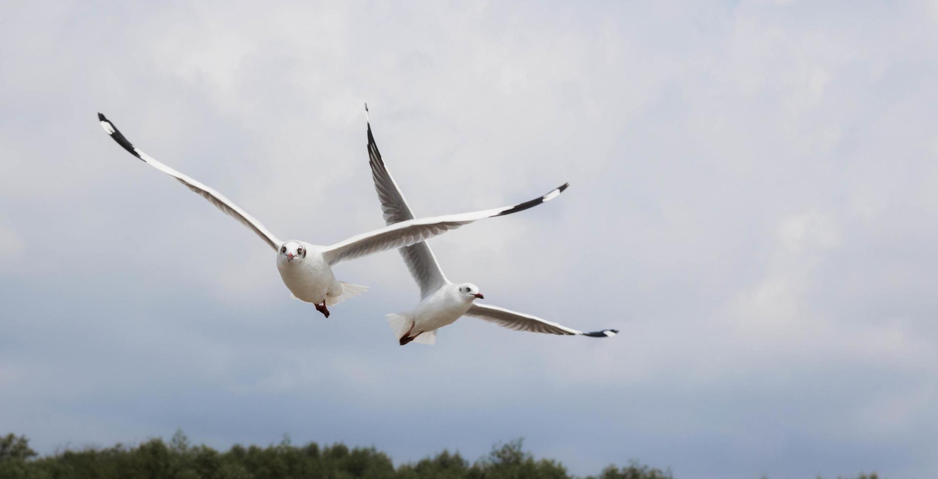 Two seagulls flying in the sky - images photo