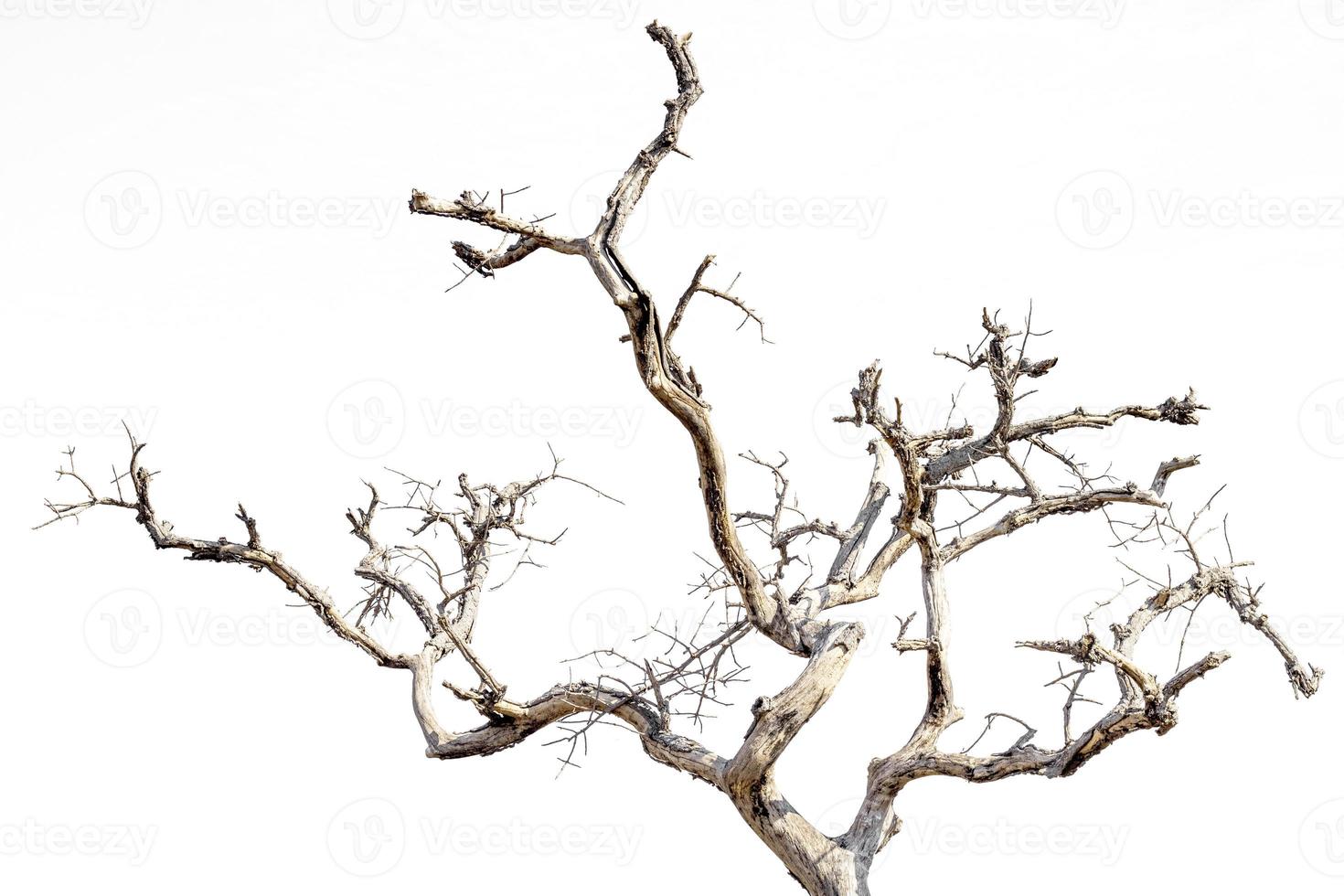 Dry branches, white background photo