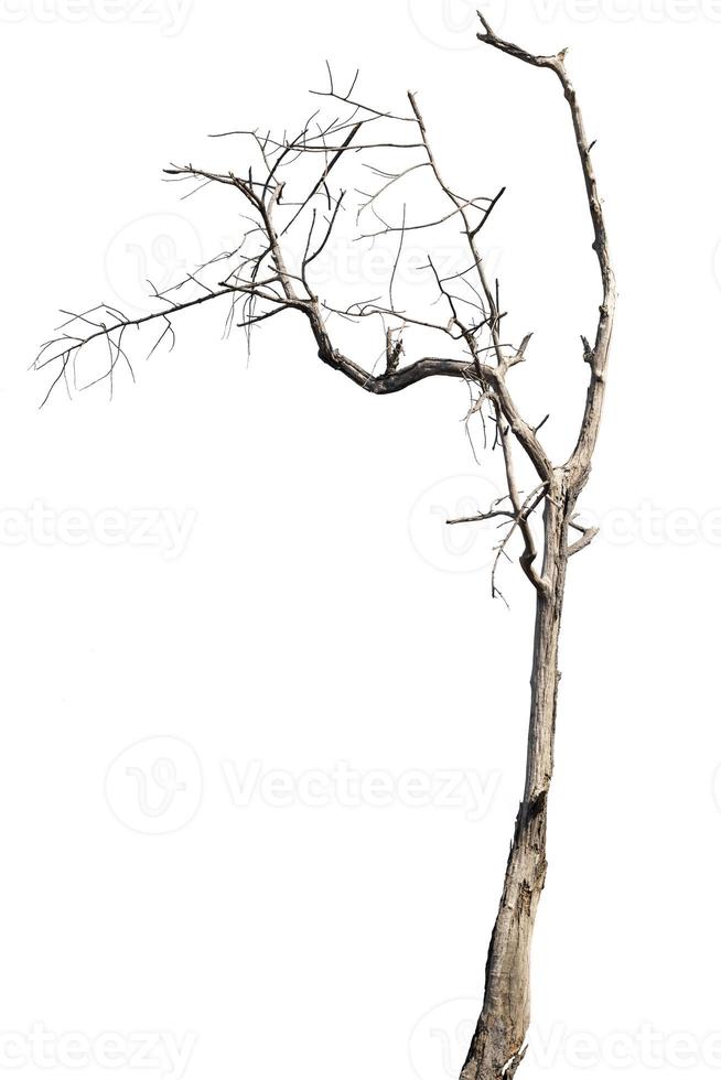 dead trees, dry trees in Thailand isolated on a white background photo