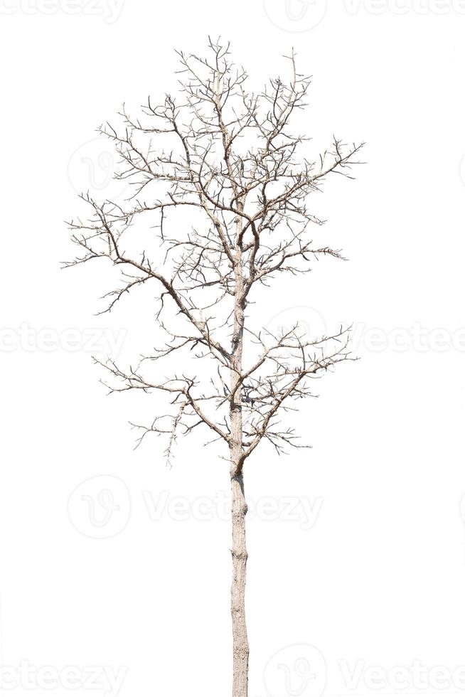 dry dead trees in autumn isolated on white background photo