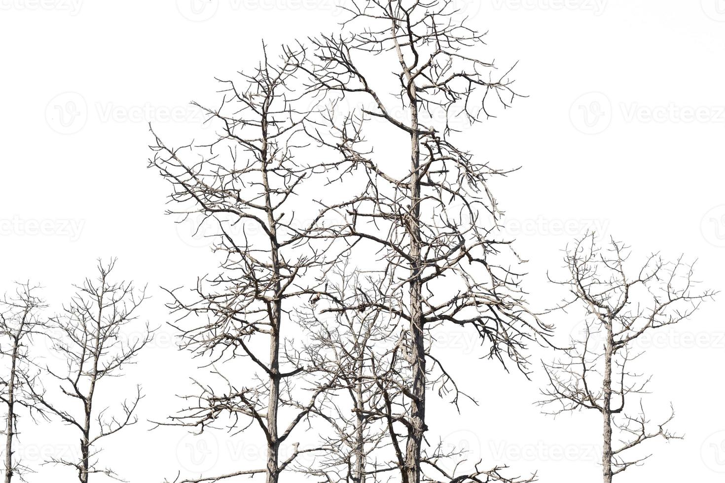 dry dead trees in autumn isolated on white background photo