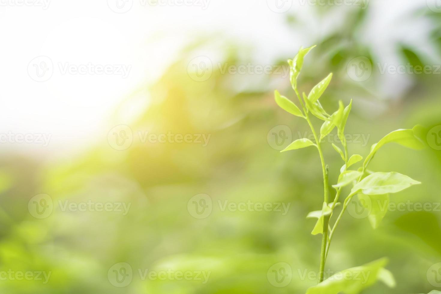 Blurred Leaves Abstract Background Green Leaf Bokeh Blurred Nature Bokeh nature wallpaper. photo