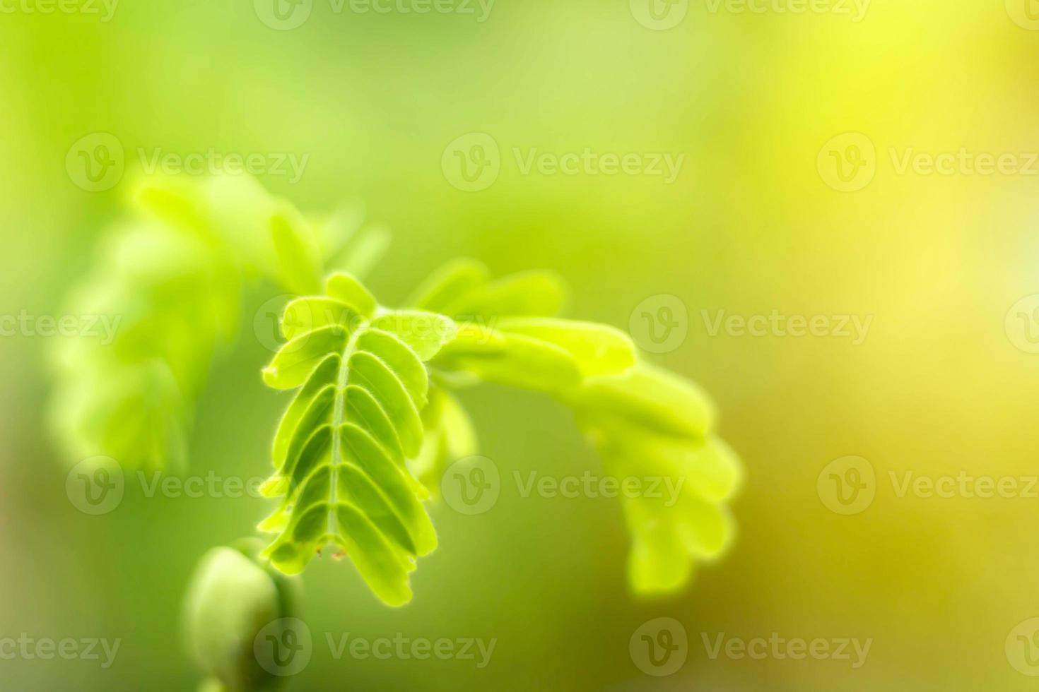 Blurred Leaves Abstract Background Green Leaf Bokeh Blurred Nature Bokeh nature wallpaper. Bokeh photo