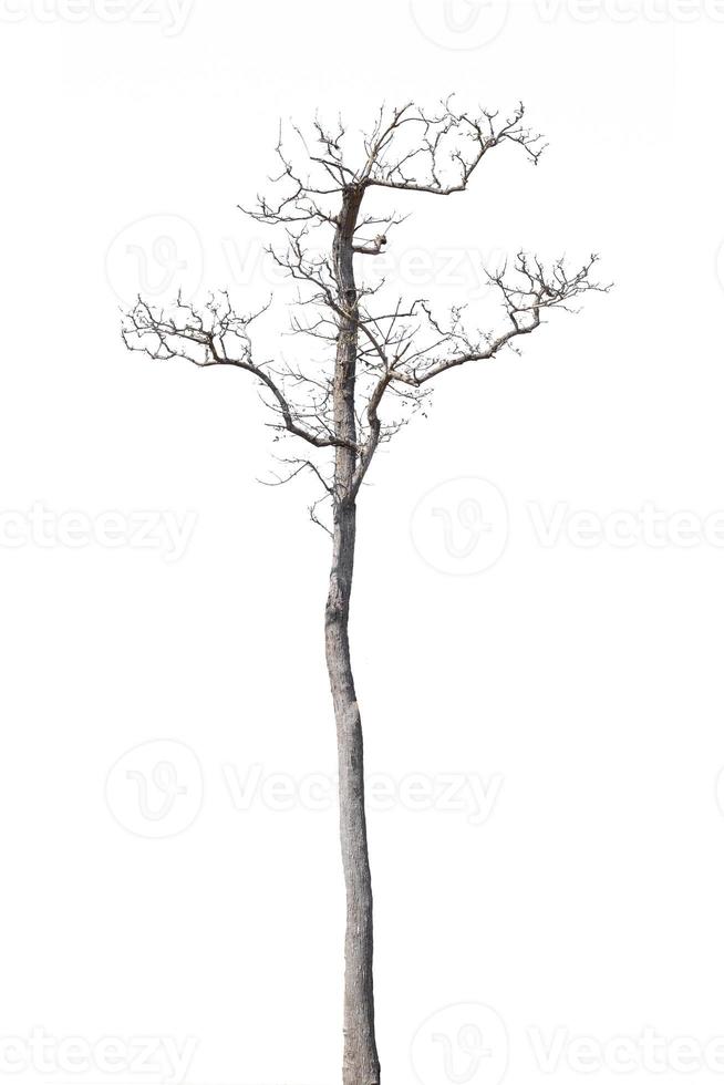 dead trees in thailand isolated on a white background photo