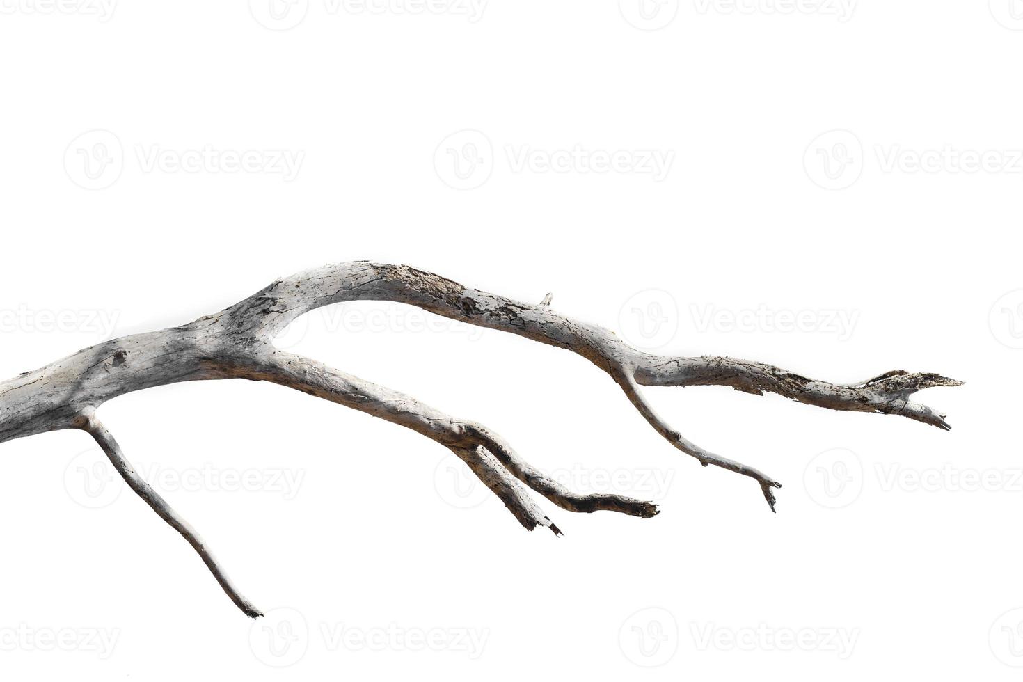 ramas secas, ramas secas, aisladas sobre fondo blanco foto