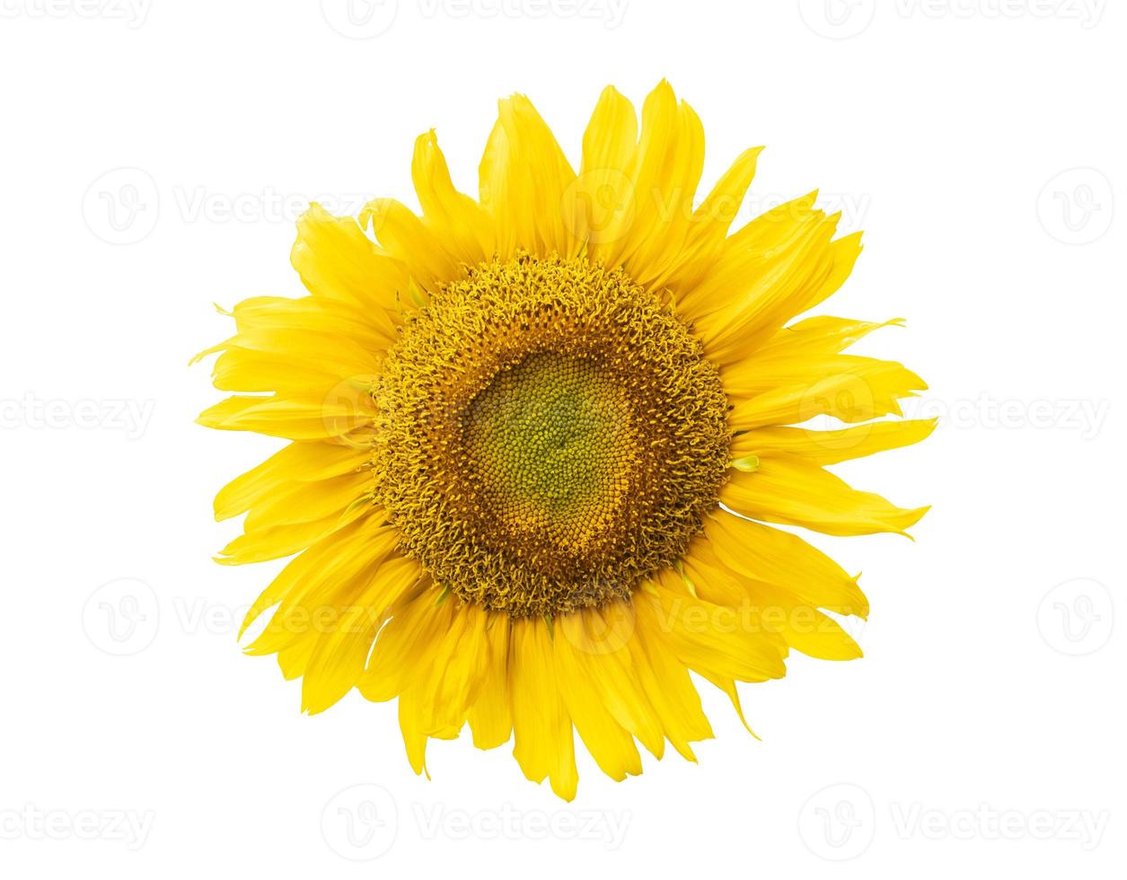 Yellow sunflower isolated on white background,clipping path photo