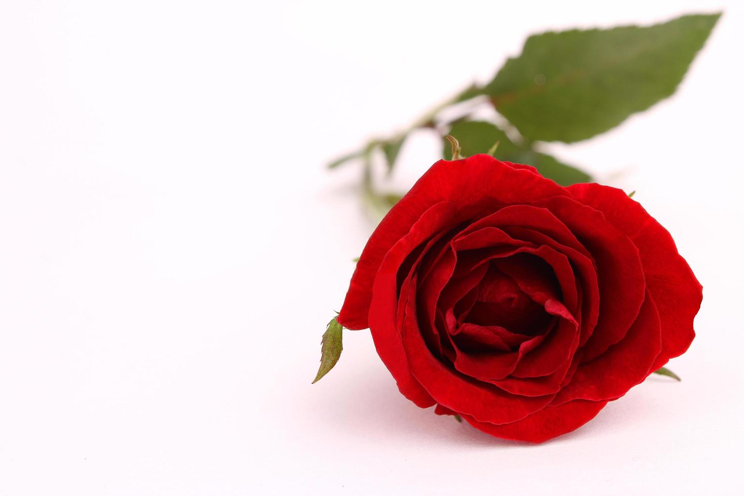 rosa roja aislado sobre un fondo blanco foto
