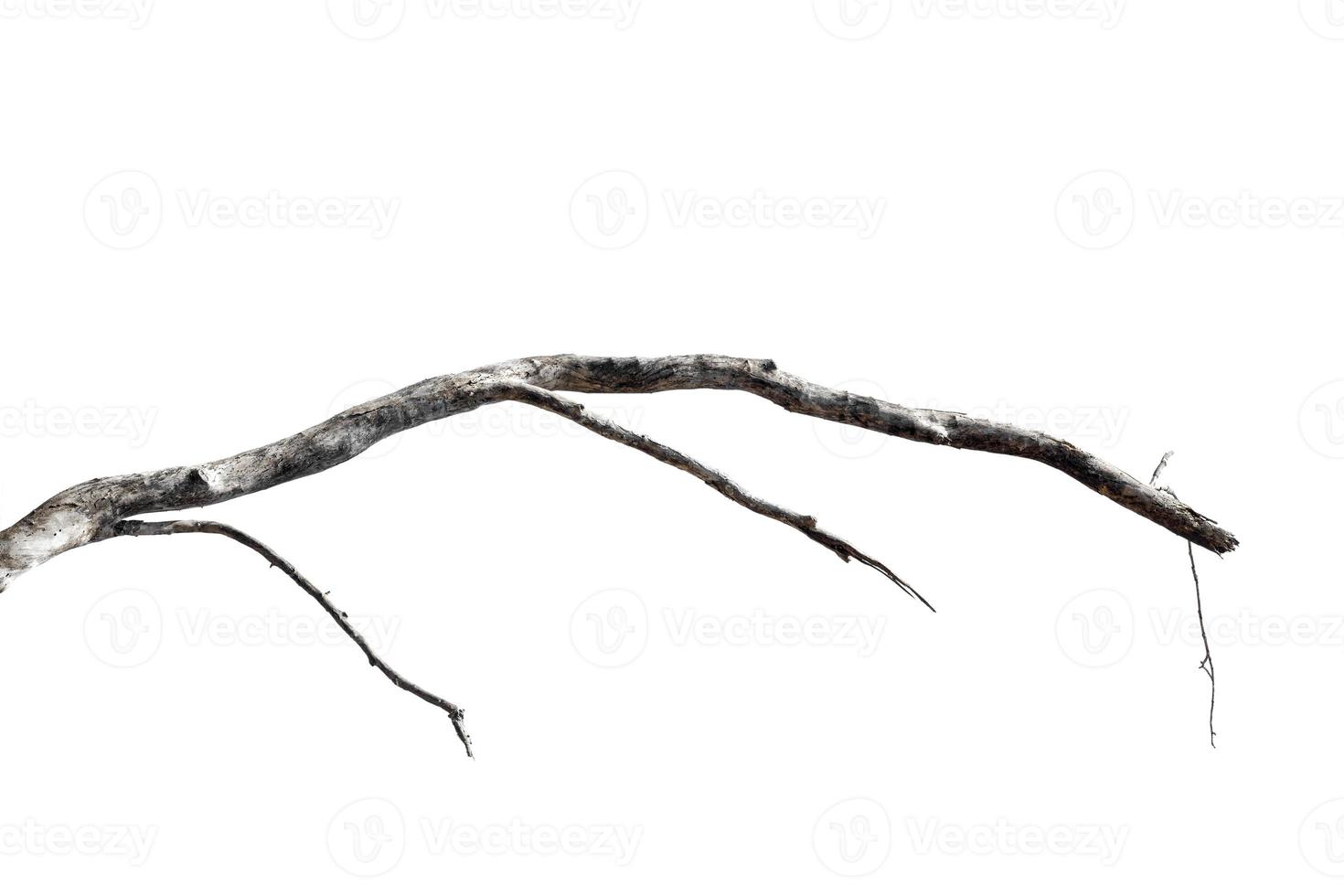 dry branches, dry branches, isolated on white background photo