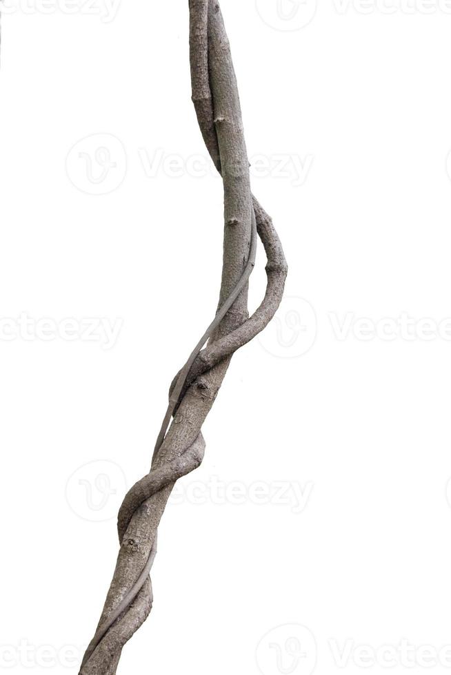 twisted forest vine isolated on a white background photo