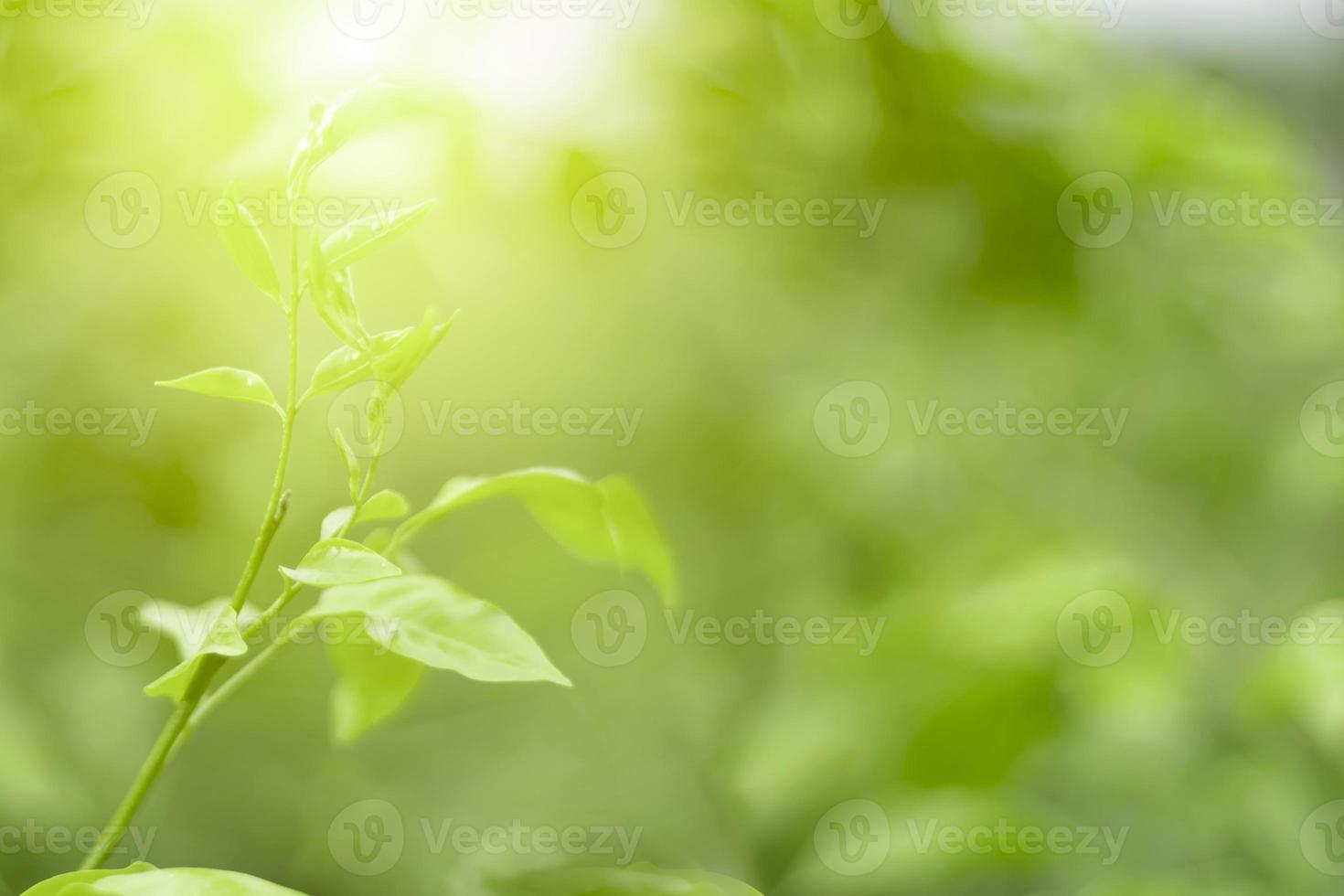 Blurred Leaves Abstract Background Green Leaf Bokeh Blurred Nature Bokeh nature wallpaper. photo