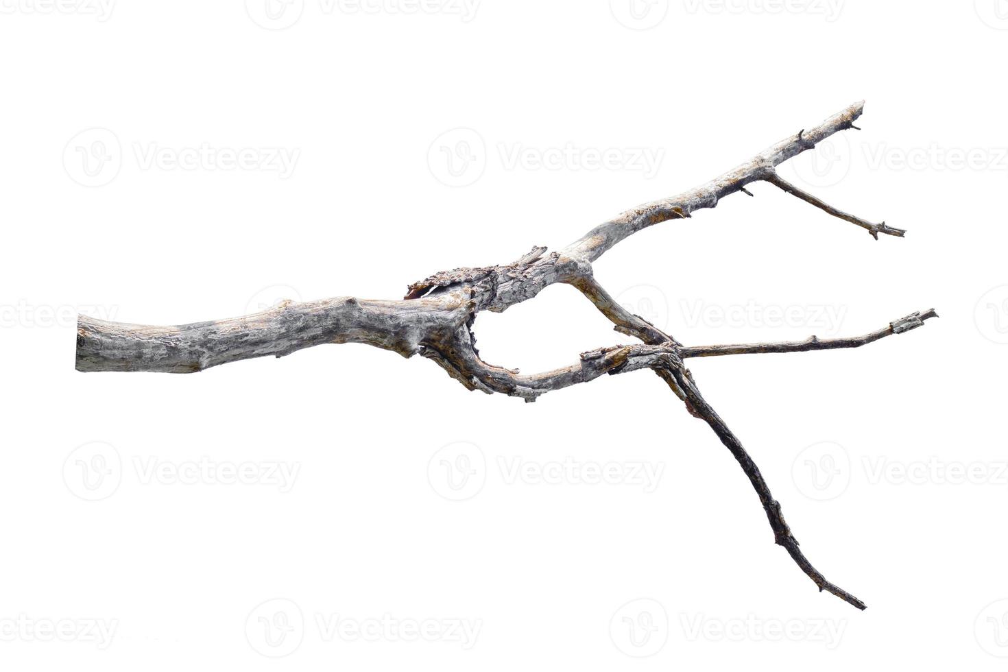 dry branches, isolated on white background photo