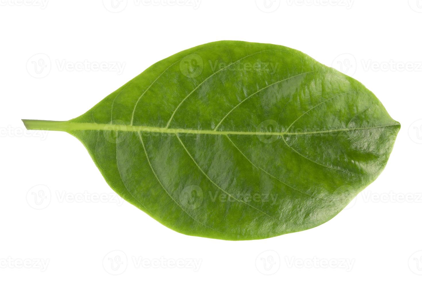 fresh green jackfruit leaves isolated on white background photo