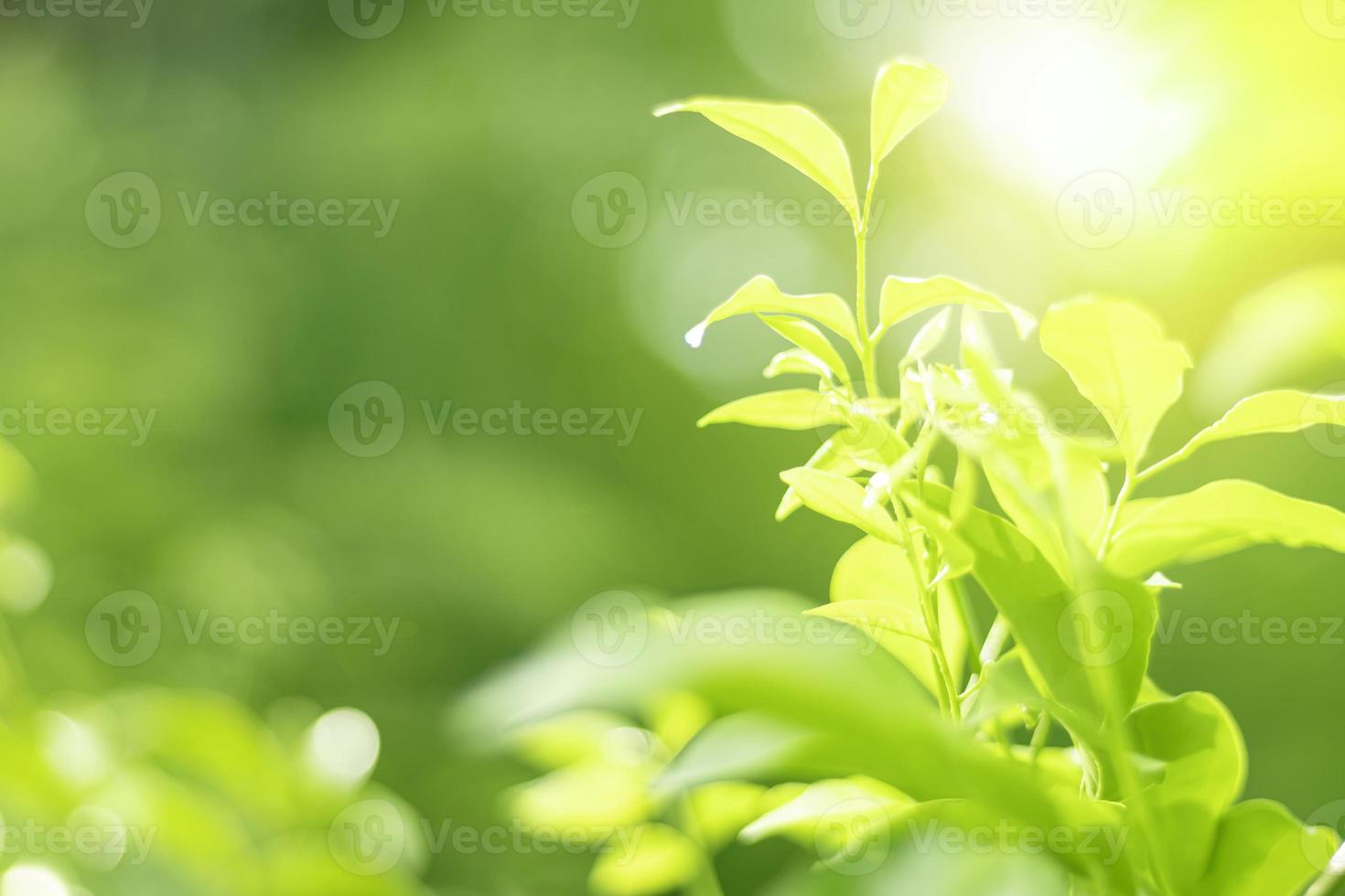 Blurred Leaves Abstract Background Green Leaf Bokeh Blurred Nature Bokeh nature wallpaper. photo