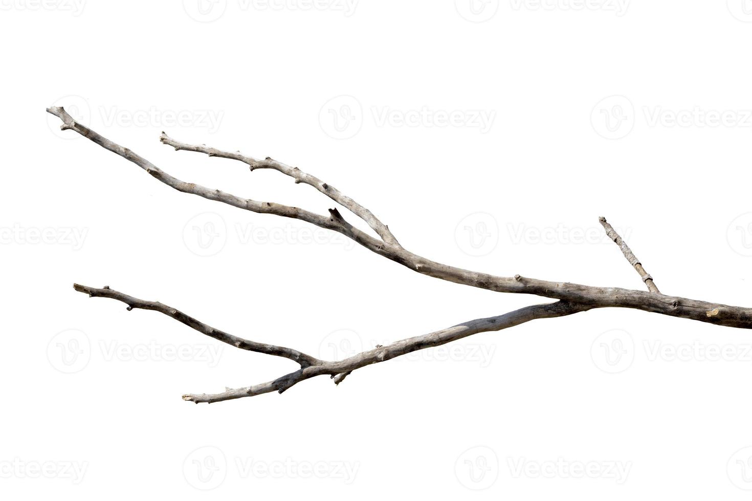 dry branches, dry branches, isolated on white background photo