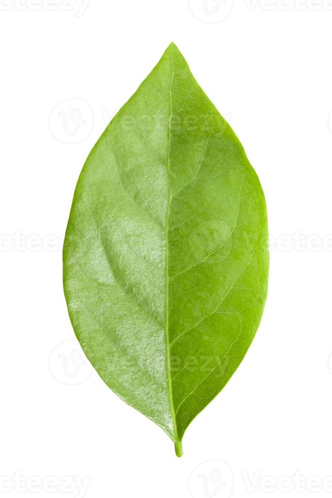 Gooseberry leaves isolated on white background,clipping path photo