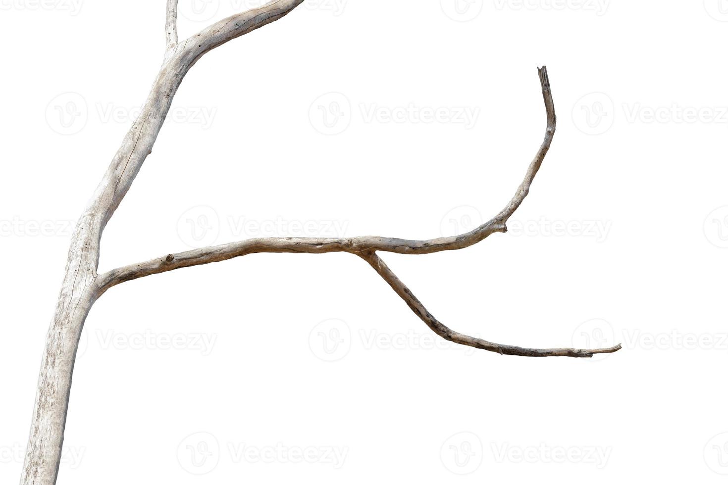 dry branches, dry branches, isolated on white background photo