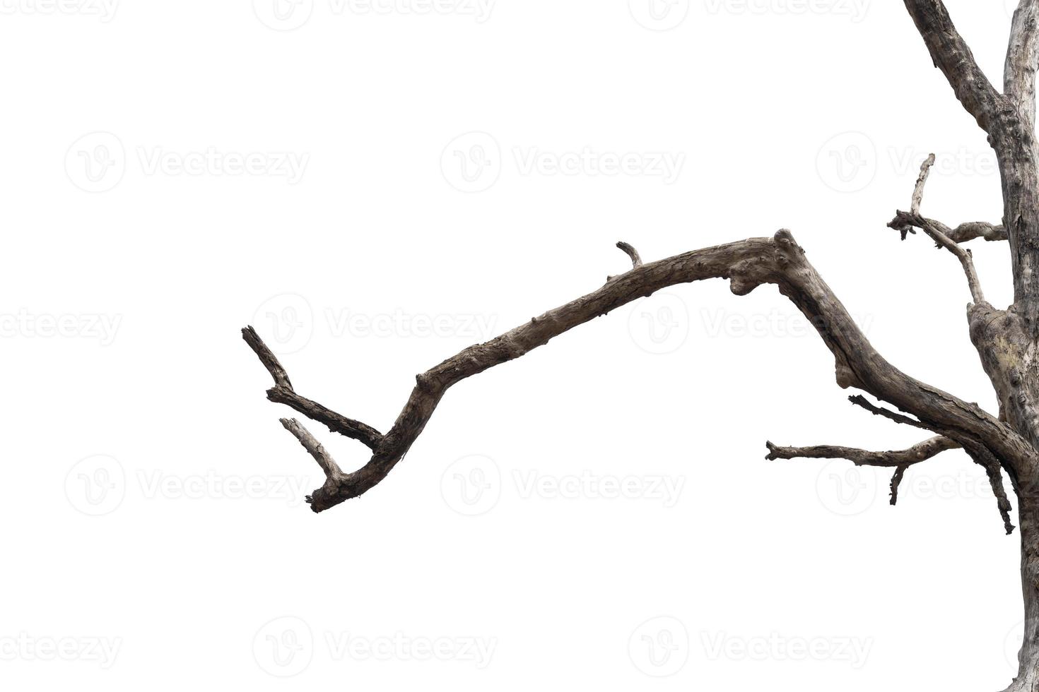 dry branches, dry branches, isolated on white background photo