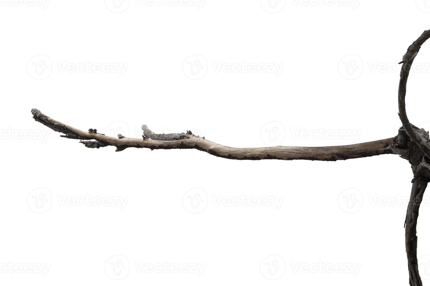 dry branches, dry branches, isolated on white background photo