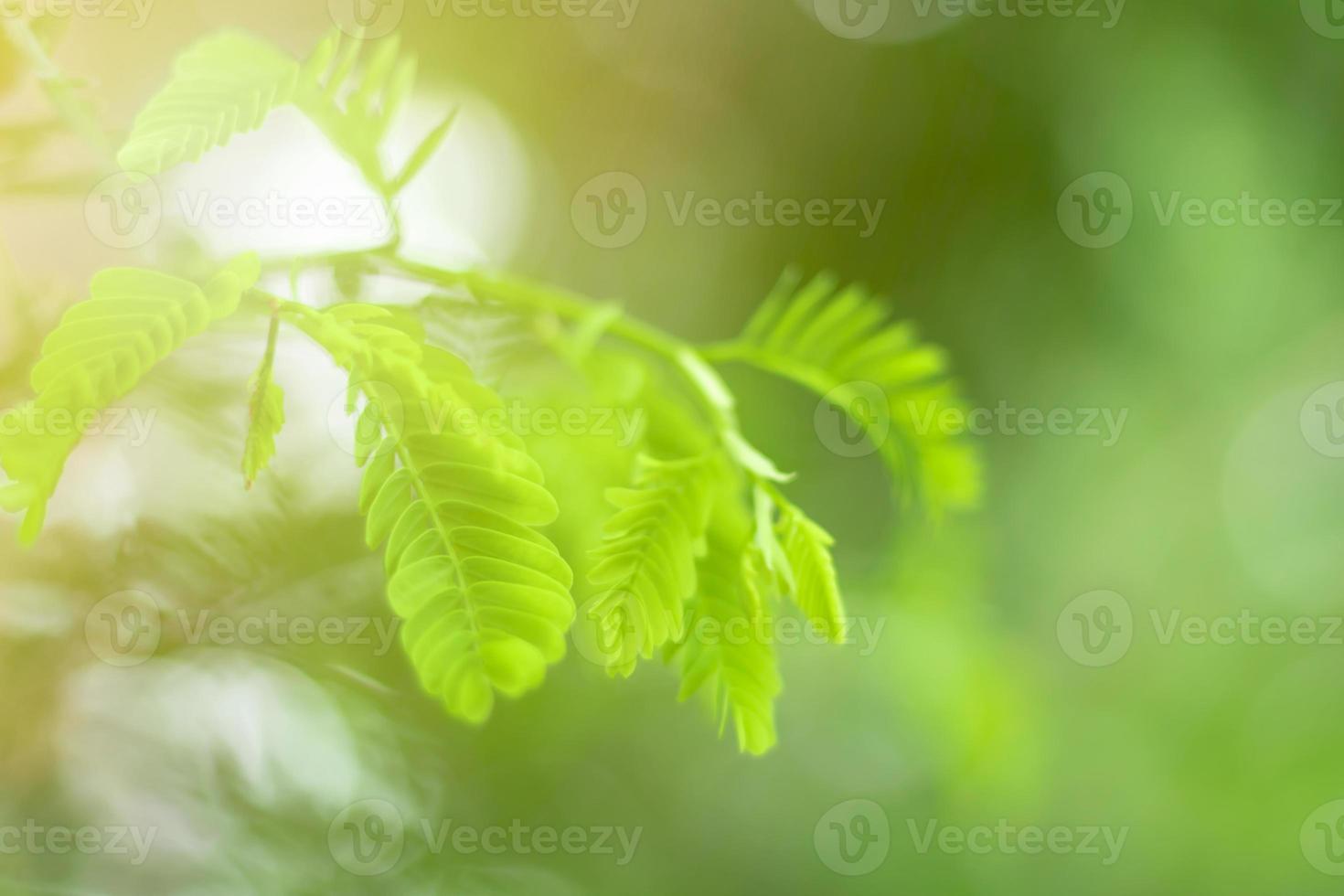 Blurred Leaves Abstract Background Green Leaf Bokeh Blurred Nature Bokeh nature wallpaper. Bokeh photo