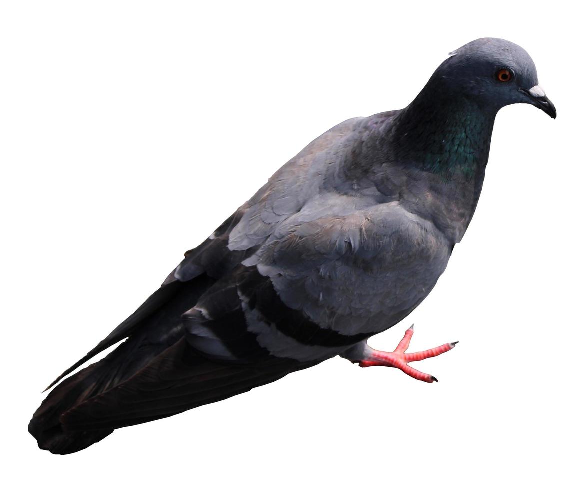 Dove on a white background photo