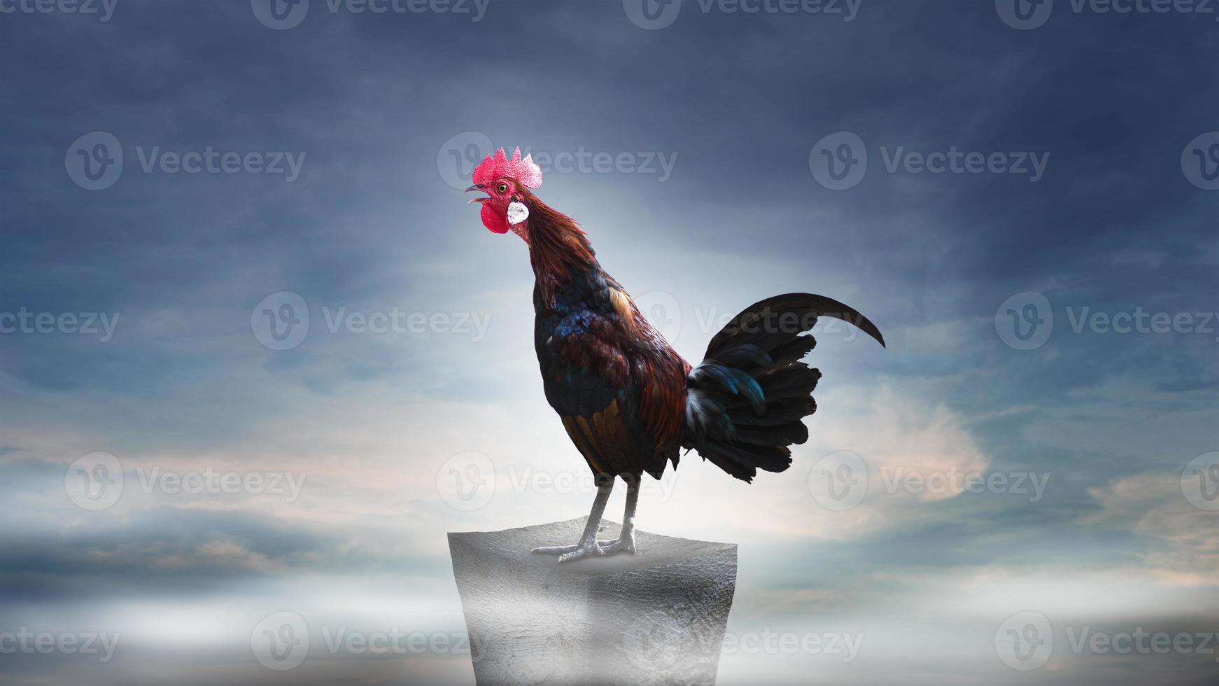 Brown rooster perched on the rocky mountain photo