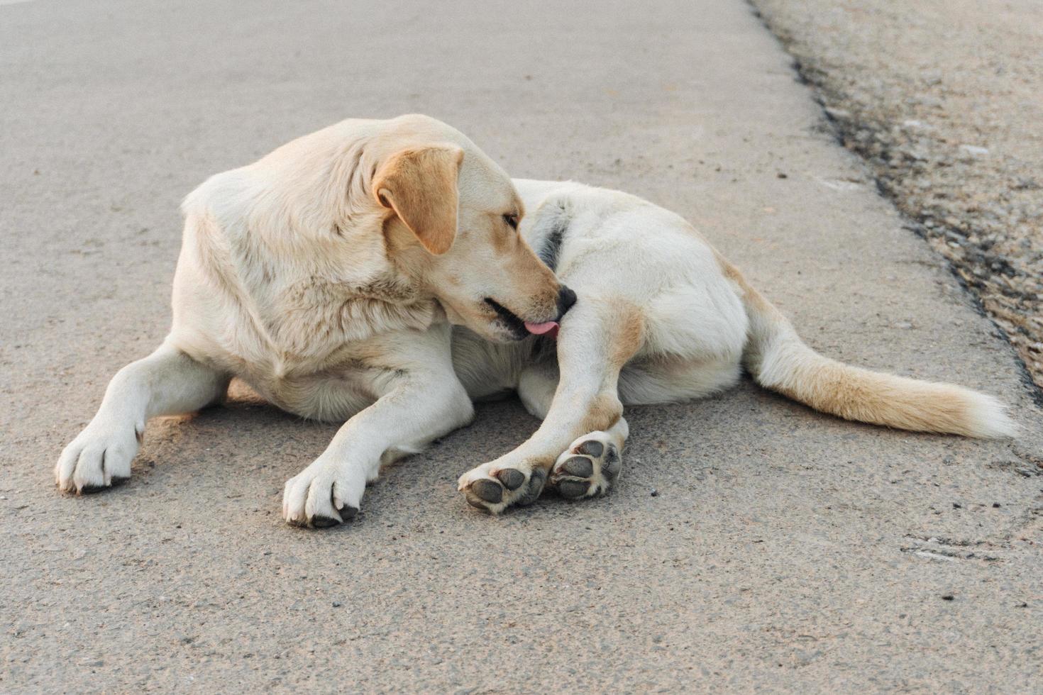 Yellow labrador retriever is waiting on the street photo