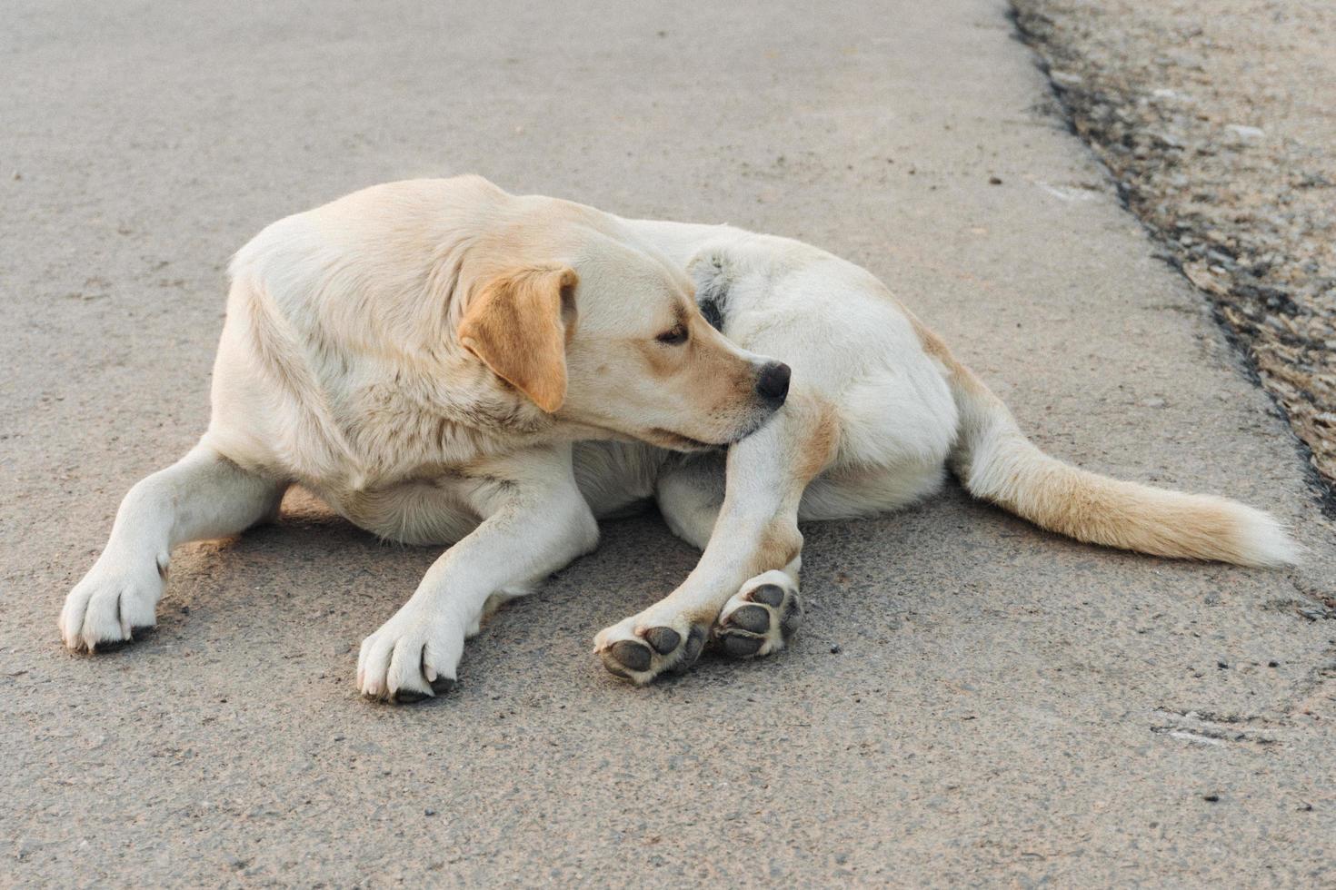 Yellow labrador retriever is waiting on the street photo