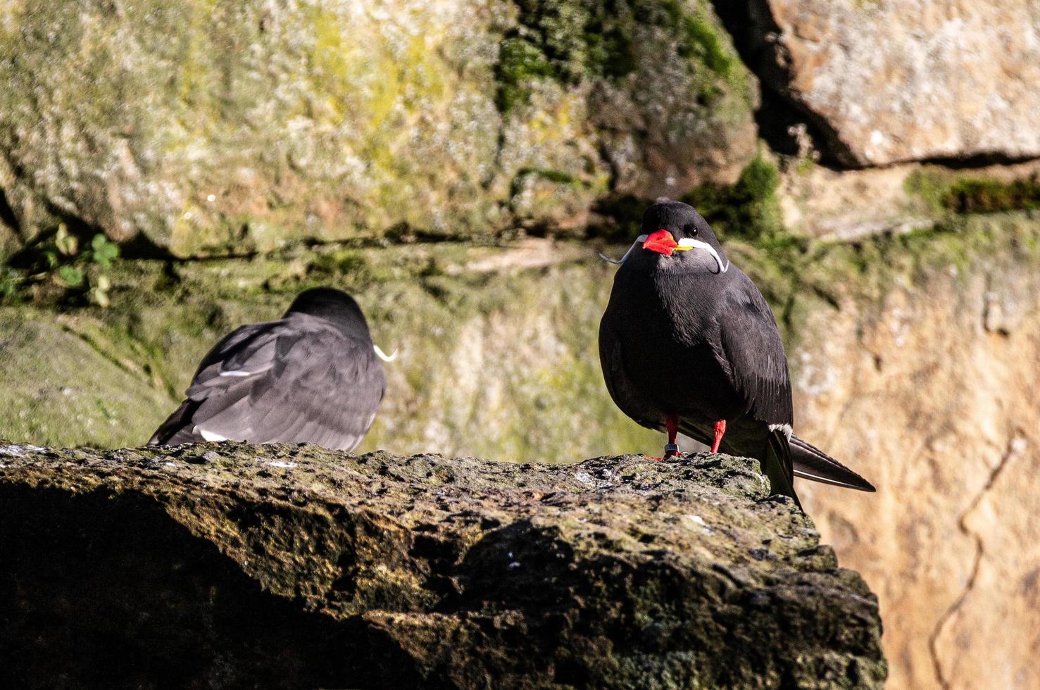 Tow inca terns sitting on a rock face photo