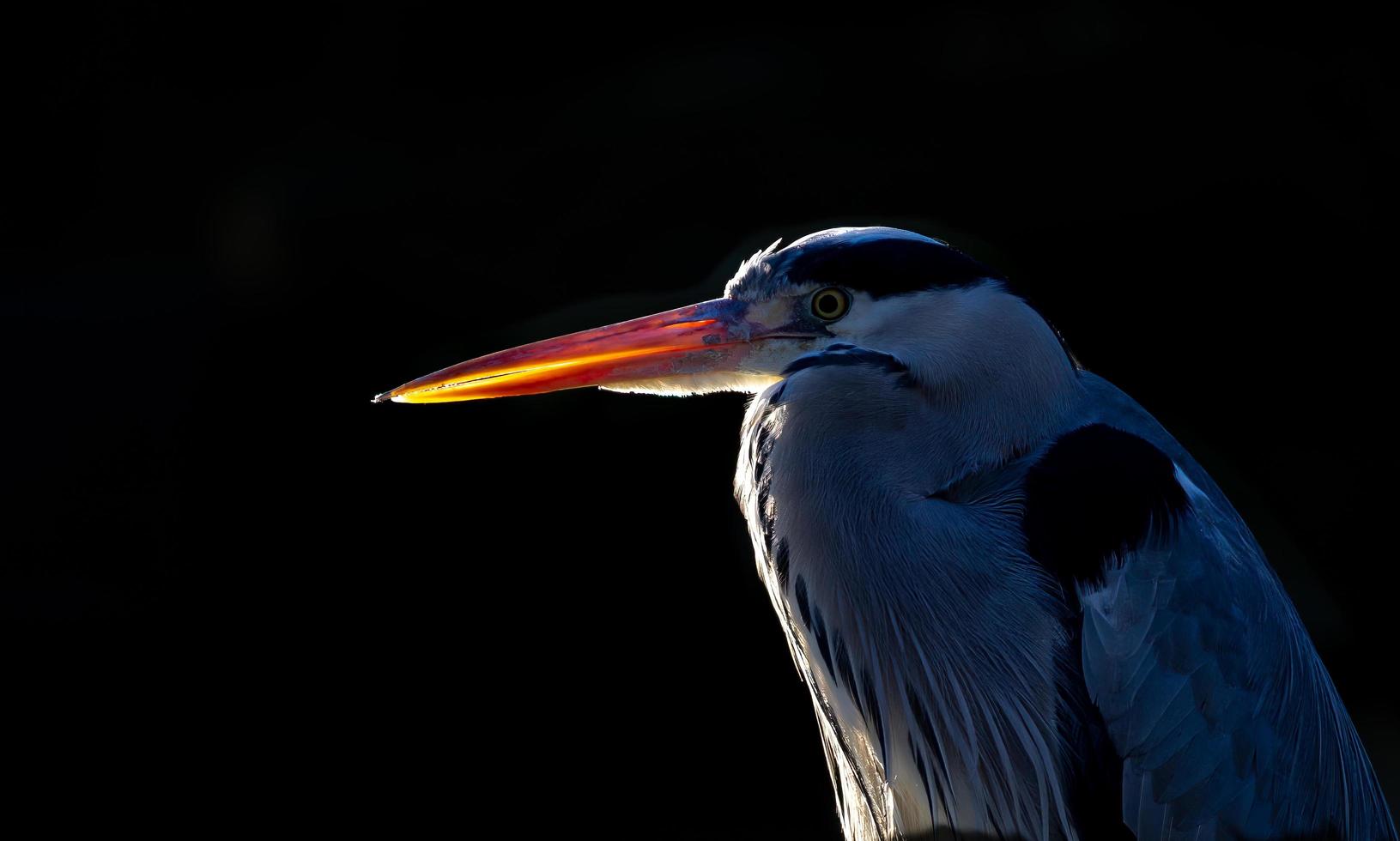 Grey heron head silhouette against black background photo