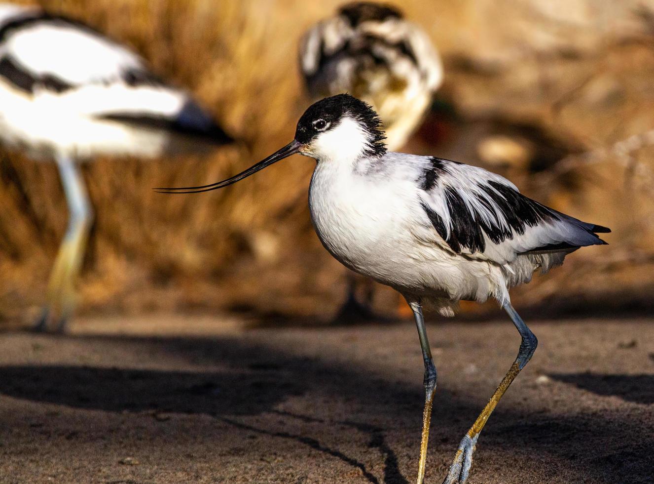 avoceta caminando de derecha a izquierda foto