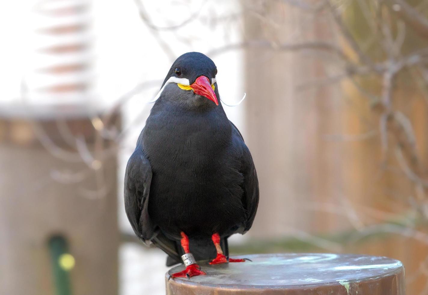 Inca tern standing and looking down photo