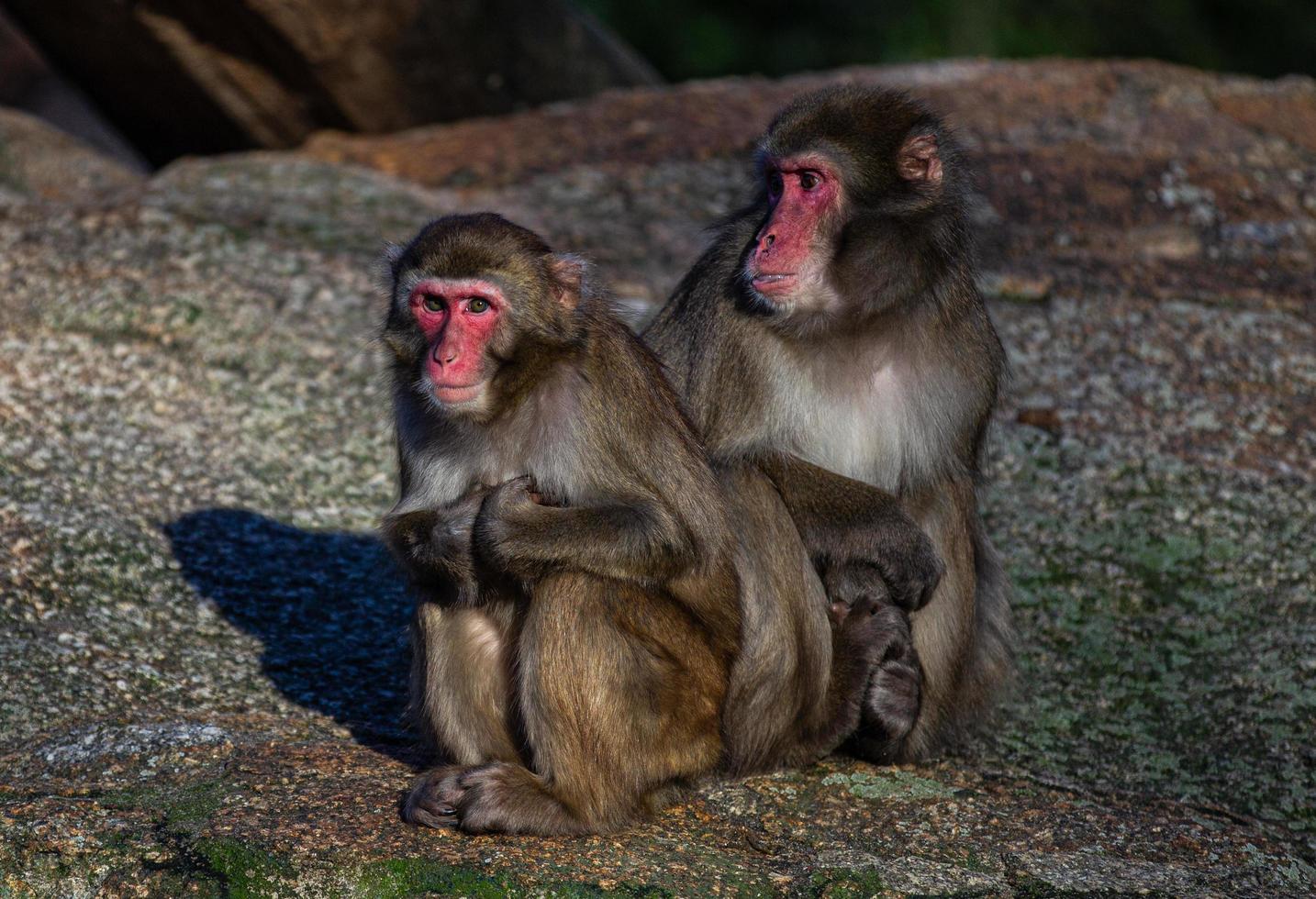 Two Japanese macaque monkeys sitting together photo