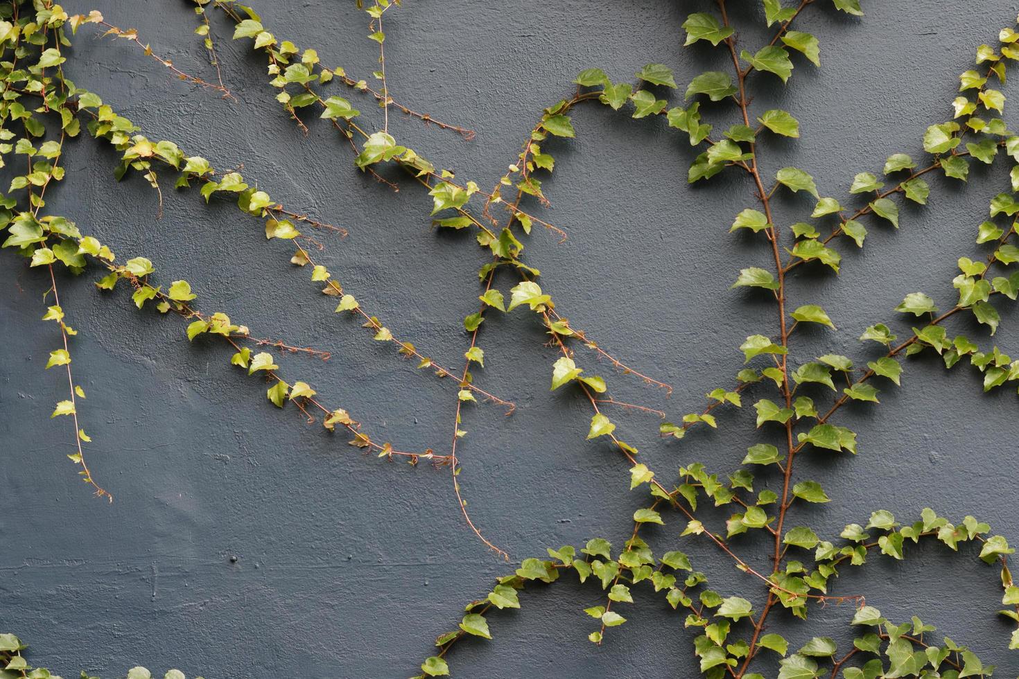 Ivy on Wall photo