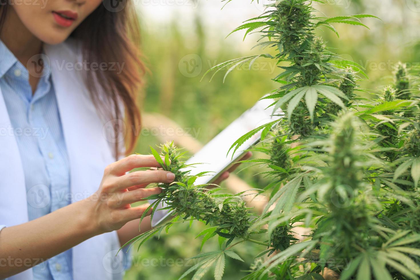 examen de las hojas de cannabis por parte de científicos o investigadores para documentar los resultados. hierbas medicinales. impulsar la legalización y el cannabis medicinal en el mundo. foto