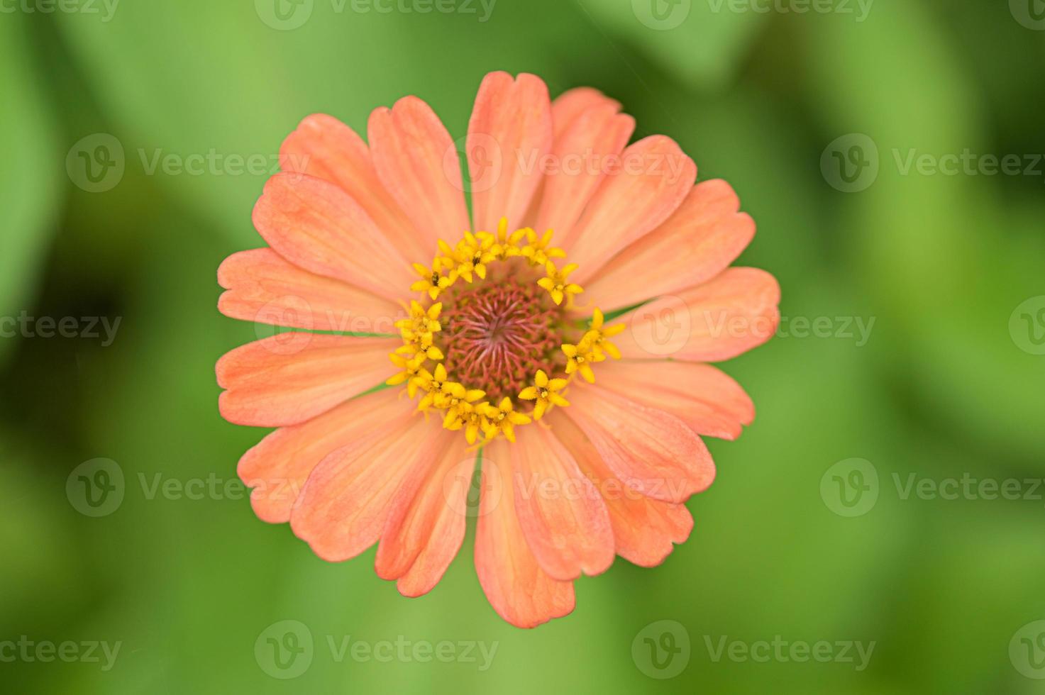 Zinnia flowers, tropical flowers, colorful flowers, close-up flowers. photo