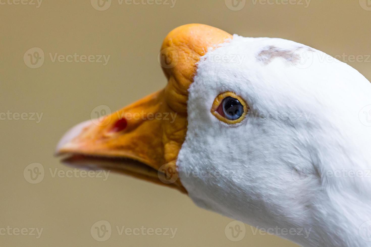 White goose head photo