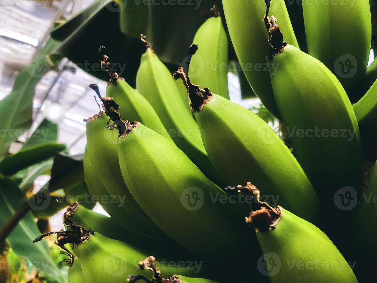 manojo de plátanos verdes en una palmera. de cerca foto