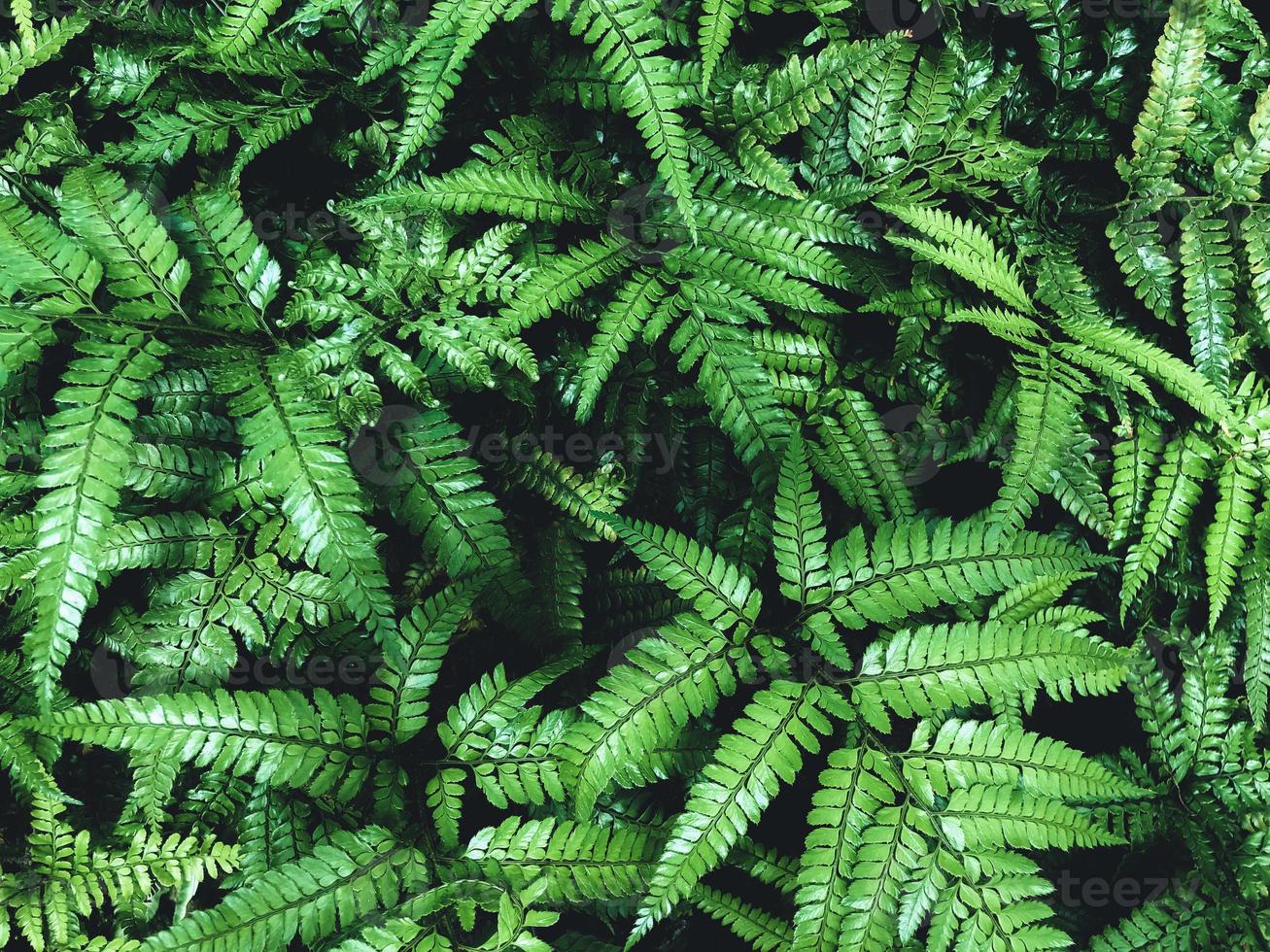 Green fern in a garden. Cyrtomium fortunei photo