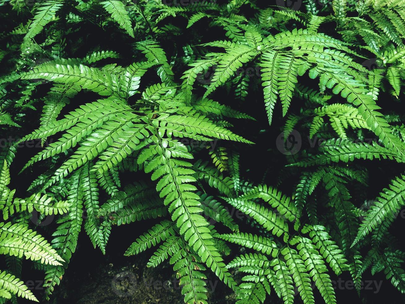 Green fern in a garden. Cyrtomium fortunei photo