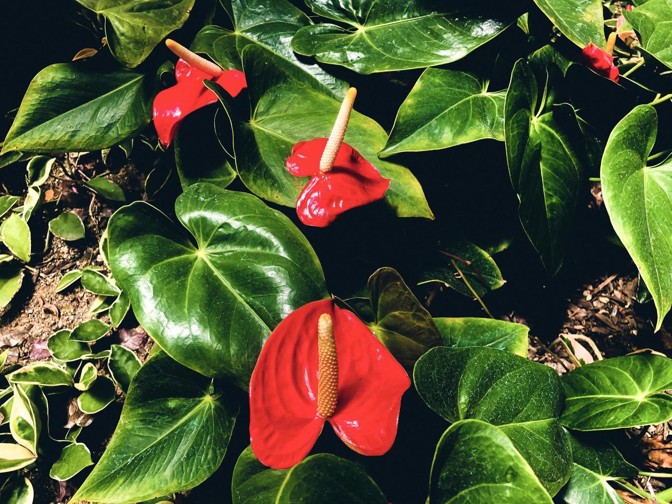 hermosas flores rojas anthurium andre foto