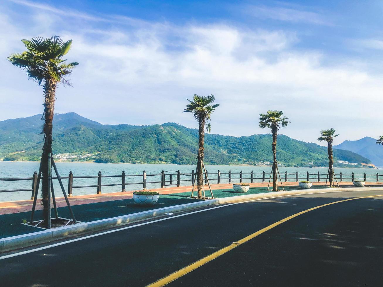 Beautiful promenade with palm trees. South Korea photo