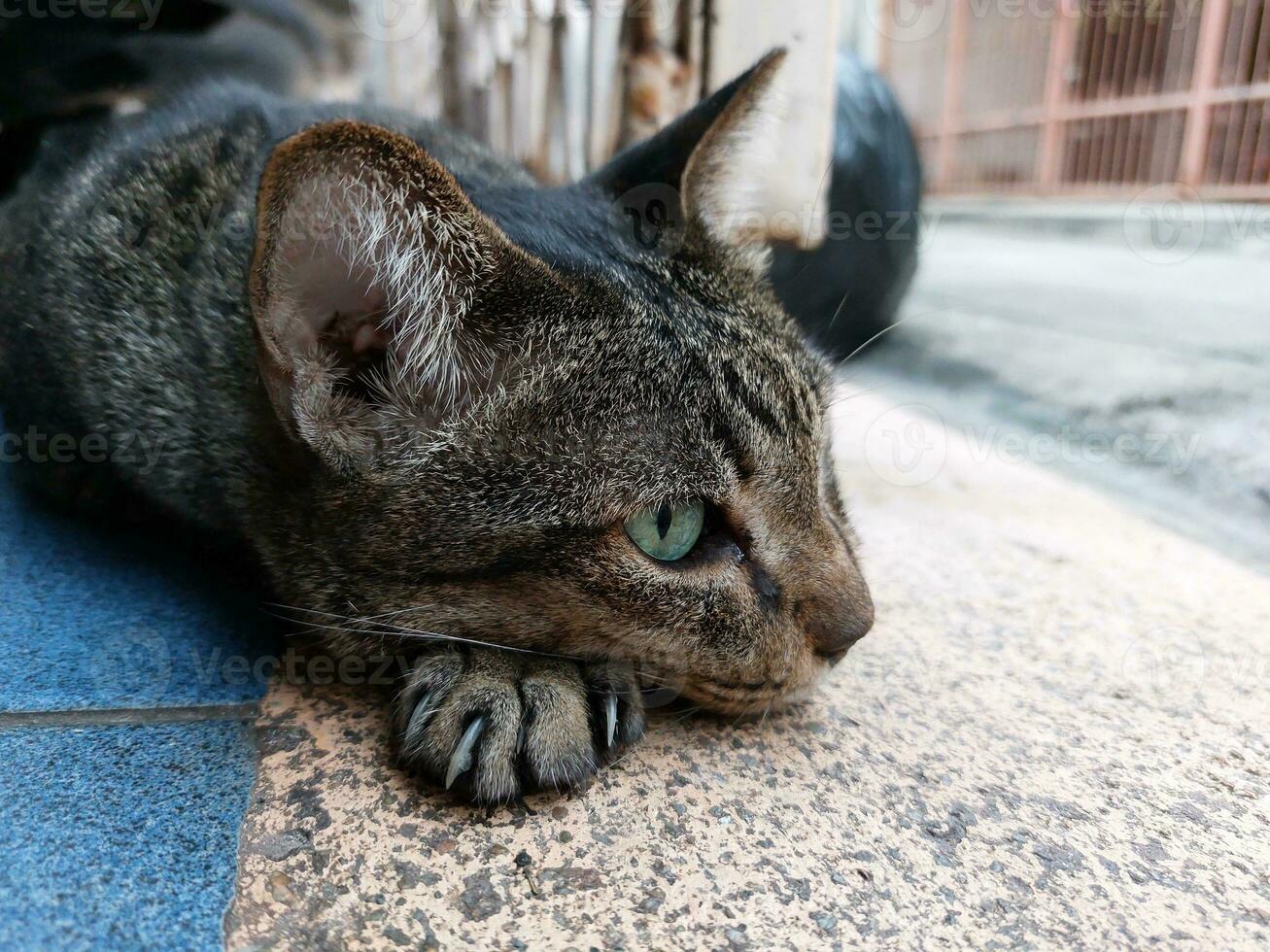 Tabby cat lay on its paws and was looking at something photo