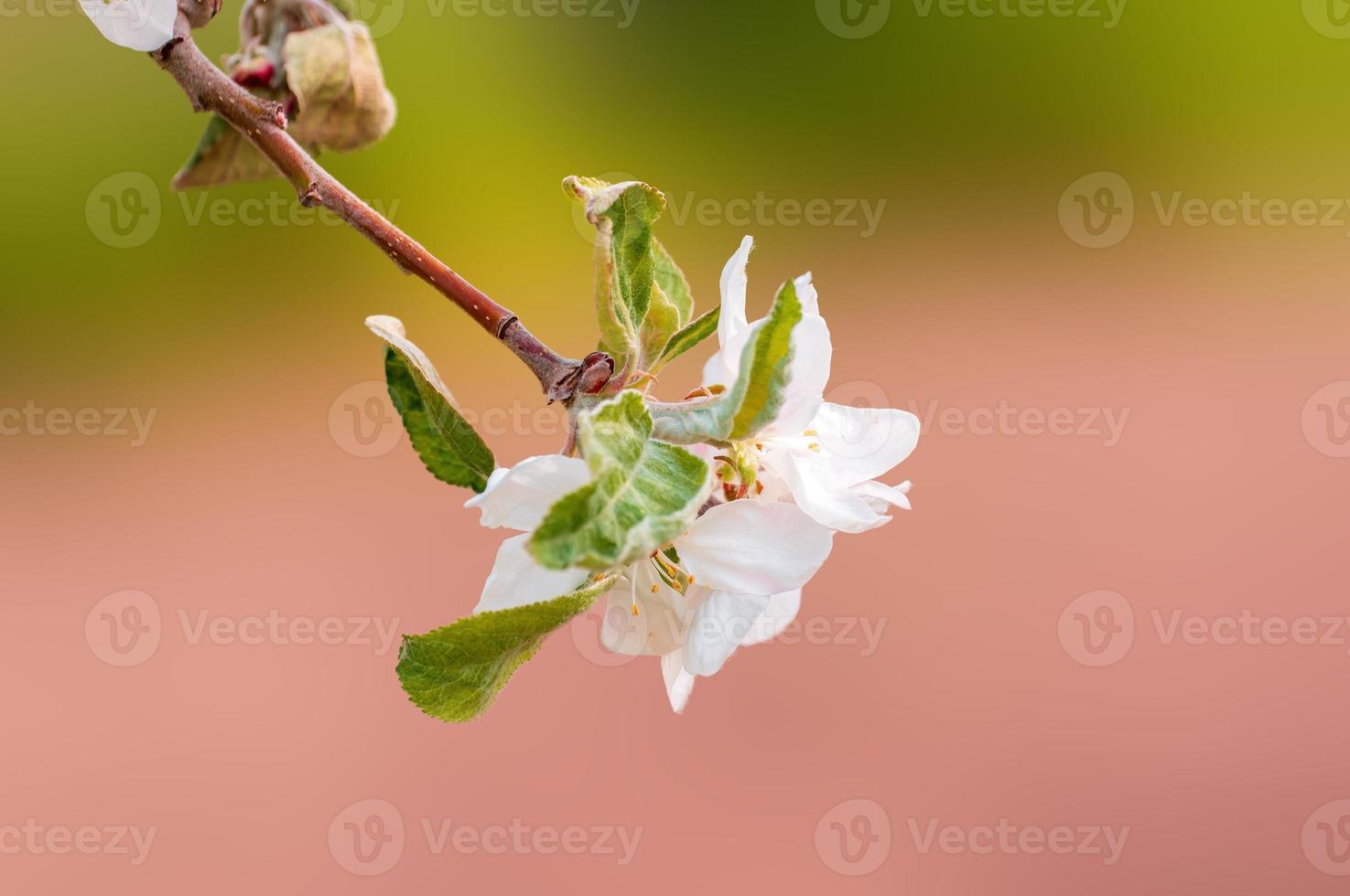 a branch with apple blossoms photo