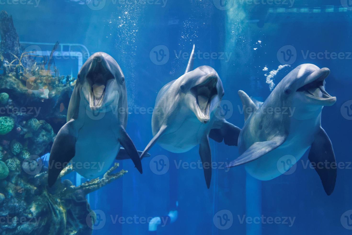 Three dolphins swimming in the aquarium  looking to you with open mouth close up view photo
